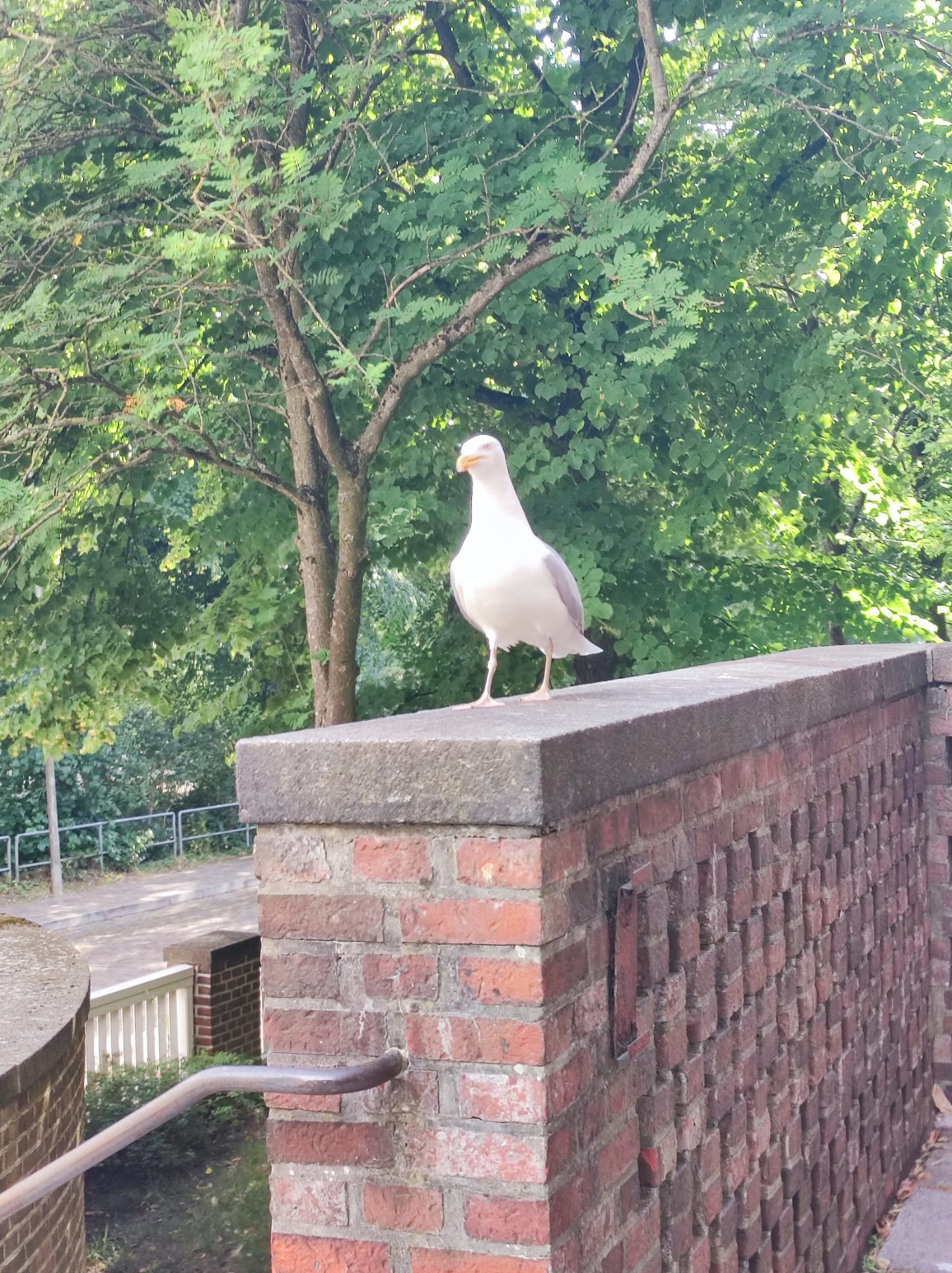 Möwe auf einer Mauer in Flensburg während der BUKO 26